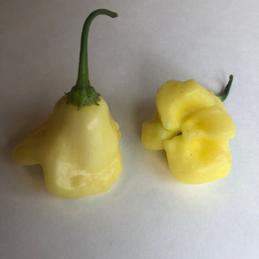 Aji White Fantasy - Seeds - The Pepper Pantry (Formerly Marie Sharp's)